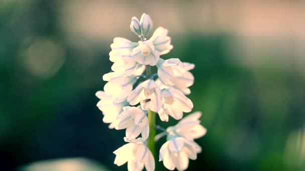 Flower Pushkinia Beau Blanc Avec Ligne Bleue Fleur Pushkinia Gros — Video