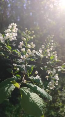 Kuş kirazı çiçekleri. Güneşli bir bahar sabahında ormanda yeşil kiraz yapraklı beyaz çiçekler açıyor. Çiçekli dal. Siyah arka planda parlak güneş ışınları. Dikey