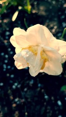 Narcissus. Beyaz turuncu yapraklı güzel çiçek, erkek organlar ve yeşil yapraklar güneşli bahar gününde toprakta yetişir. Seçici üreme. Yapay olarak yetiştirilmiş bitki. Gelişmiş nergis dikey
