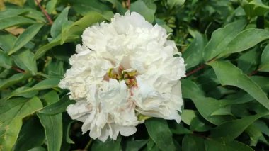 Şakayık çiçeği. Geniş beyaz çiçek ve çeşitli ağaç şakayıkları. Çalının iki kat kabarık hali. Seçme. Çiçek yetiştiriciliği. Tarımsal çeşitlilik çiçeği