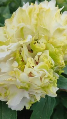 Şakayık çiçeği. Çeşit çeşit ağaç şakayığı yaprakları olan büyük beyaz bir çiçek. Çalının iki kat kabarık hali. Seçme. Çiçek yetiştiriciliği. Tarımsal çeşitlilik çiçeği. Dikey