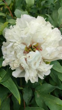 Şakayık çiçeği. Geniş beyaz çiçek ve çeşitli ağaç şakayıkları. Çalının iki kat kabarık hali. Seçme. Çiçek yetiştiriciliği. Tarımsal çeşitlilik çiçeği. Dikey