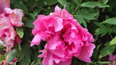 Şakayık çiçeği. Büyük, güzel, pembe, şakayık bir çiçek. Parlak pembe kabartma yaprakları ve yeşil yaprakları olan bir çiçek. Seçim ve üreme. Tarımsal çeşitlilik çiçeği. Peeonia. Doğa.