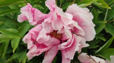 Şakayık çiçeği. Büyük, güzel, pembe, şakayık bir çiçek. Parlak pembe kabartma yaprakları ve yeşil yaprakları olan bir çiçek. Seçim ve üreme. Tarımsal çeşitlilik çiçeği. Peeonia. Doğa.