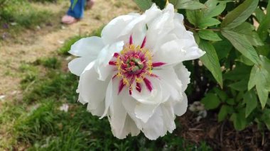 Şakayık çiçeği. Büyük, güzel, beyaz, şakayık bir çiçek. Parlak pembe kabartma yaprakları ve yeşil yaprakları olan bir çiçek. Seçim ve üreme. Tarımsal çeşitlilik çiçeği. Peeonia. Doğa.