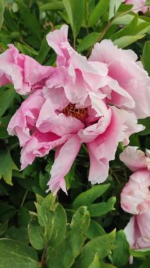 Şakayık çiçeği. Büyük, güzel, pembe, beyaz, şakayık çiçeği. Parlak pembe kabartma yapraklı çiçek, yakın plan yeşil yapraklı. Seçici üreme. Gelişmiş varyete peeonisi. Doğa. Dikey