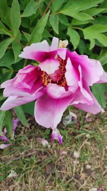 Şakayık çiçeği. Büyük, güzel, pembe, şakayık bir çiçek. Parlak pembe kabartma yaprakları ve yeşil yaprakları olan bir çiçek. Seçim ve üreme. Gelişmiş varyete peeonisi. Doğa. Dikey