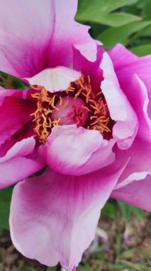 Şakayık çiçeği. Büyük, güzel, pembe, şakayık bir çiçek. Parlak pembe kabartma yaprakları ve yeşil yaprakları olan bir çiçek. Seçim ve üreme. Gelişmiş varyete peeonisi. Doğa. Dikey