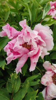 Şakayık çiçeği. Büyük, güzel, pembe, şakayık bir çiçek. Parlak pembe kabartma yaprakları ve yeşil yaprakları olan bir çiçek. Seçim ve üreme. Gelişmiş varyete peeonisi. Doğa. Dikey