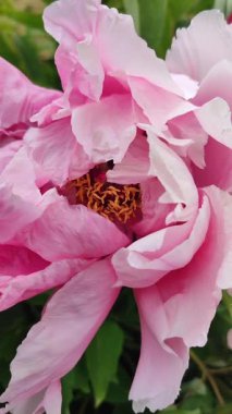 Şakayık çiçeği. Büyük, güzel, pembe, şakayık bir çiçek. Parlak pembe kabartma yaprakları ve yeşil yaprakları olan bir çiçek. Seçim ve üreme. Gelişmiş varyete peeonisi. Doğa. Dikey