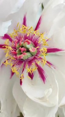 Şakayık çiçeği. Büyük, güzel, beyaz, şakayık bir çiçek. Parlak pembe kabartma yaprakları ve yeşil yaprakları olan bir çiçek. Seçim ve üreme. Tarımsal çeşitlilik çiçeği. Peeonia Dikey