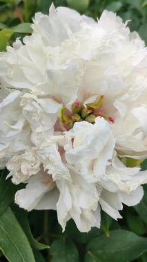 Şakayık çiçeği. Geniş beyaz çiçek ve çeşitli ağaç şakayıkları. Çalının iki kat kabarık hali. Seçme. Çiçek yetiştiriciliği. Tarımsal çeşitlilik çiçeği. Dikey