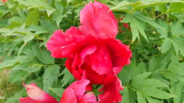 Şakayık çiçeği. Büyük, güzel, pembe, şakayık bir çiçek. Parlak pembe kabartma yaprakları ve yeşil yaprakları olan bir çiçek. Seçim ve üreme. Tarımsal çeşitlilik çiçeği. Peeonia. Doğa.