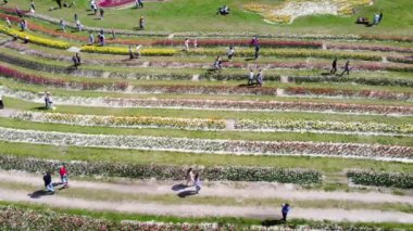 Dobropark, Ukrayna, 27 Nisan 2024, lalelerle dolu bir peyzaj parkı. Birçok insan bahçeli bir parkta yürür sıra sıra büyüyen laleler ve güneşli bir bahar gününde çiçeklerin tadını çıkarırlar. Hava aracı görünümü