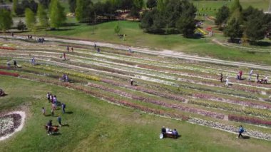 Dobropark, Ukrayna, 27 Nisan 2024, büyük manzara parkı. Birçok insan bahar günü parkta çiçek açan laleler arasında yürür. Doğal parkı düzenledi ve çiçek ekti. Hava aracı görünümü