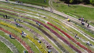 Dobropark, Ukrayna, 27 Nisan 2024, büyük manzara parkı. Birçok insan bahar günü parkta çiçek açan laleler arasında yürür. Doğal parkı düzenledi ve çiçek ekti. Hava aracı görünümü