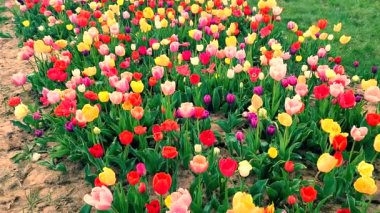 Çok çeşitli renkte çiçek laleleri olan güzel bir çiçek tarhı. Baharda açan çiçekler. Çiçek yetiştirme, çiçek seçimi..