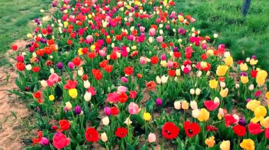 Çok çeşitli renkte çiçek laleleri olan güzel bir çiçek tarhı. Baharda açan çiçekler. Çiçek yetiştirme, çiçek seçimi..