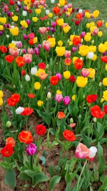 Çok çeşitli renkte çiçek laleleri olan güzel bir çiçek tarhı. Baharda açan çiçekler. Çiçek yetiştirme, çiçek seçimi. Dikey