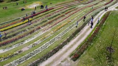 Dobropark, Ukrayna, 27 Nisan 2024: Güneşli bahar günlerinde birçok insan ekilen ve açan lale çiçeklerinin arasında yürüyor. Gökyüzünden manzara parkında çiçek açmış. Hava görünümü