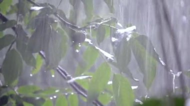 Şiddetli yağmur duş sağanak sağanak yağış gündüz vakti geliyor. Yağmur damlama ağaç ceviz yakın çekim büyük yeşil yapraklarda bırakır. Arka plan kavramı ses ile yağan yağmur altında sürüş yağmurlu