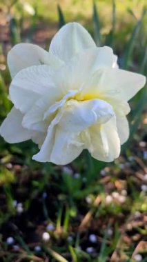 Güneşli bir bahar gününde, köydeki çiftlikte büyüyen siyah toprakta taç yaprakları ve erkek organlarıyla büyük beyaz bir narsist çiçeği. Çiçek açan nergis. Seçme. Güzel narsisli çiçek. Dikey