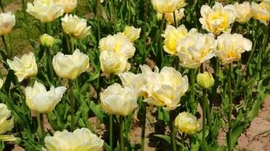 Laleler. Güneşli bahar gününde çiçek açan bej rengi lale. Parlak lale çiçek açıyor. Büyük taç yapraklarıyla açan çiçekler. Çiçek açan çiçekler gibi. Ebedi otçul soğanlı bitkiler. Doğa Doğal arkaplan