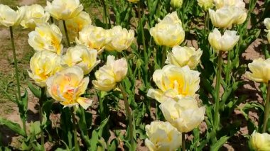 Laleler. Güneşli bahar gününde çiçek açan bej rengi lale. Parlak lale çiçek açıyor. Büyük taç yapraklarıyla açan çiçekler. Çiçek açan çiçekler gibi. Ebedi otçul soğanlı bitkiler. Doğa Doğal arkaplan