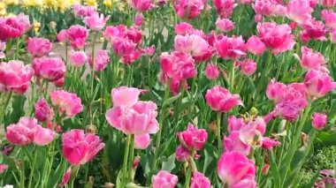 Laleler. Çiçekli pembe beyaz lale, güneşli bir bahar günü. Parlak lale çiçek açıyor. Büyük taç yapraklarıyla çiçek açan bir sürü çiçek. Çiçek açan çiçekler gibi. Ebedi otçul soğanlı bitkiler. Doğa Doğal arkaplan