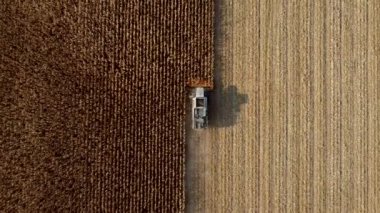 Sonbahar Günü Tarlada Kuru Mısır Toplayan Hava Aracı Görünüm Uçuşu. Cornfield 'da çalışan hasat makinelerinin en iyi görüntüsü. Hasat, Tarım ve Tarım İşleri, Tarım