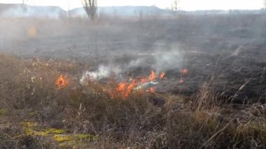 Bir tarlada kuru otları yakmak. Güneşli bir sonbahar gününde açık bir tarlada kuru otlar yanıyor. Duman, ateş alevleri ve yanmış tarla. Ekoloji, iklim değişikliği, çevre, emisyonlar