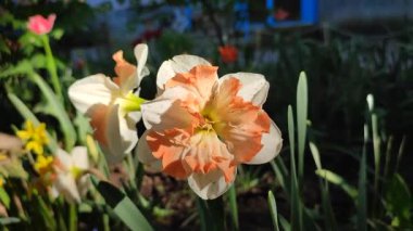 Farklı portakal ve beyaz yapraklı güzel nergis çiçeği. Çiçek açan narcissus çiçeğinin varyete melezi. Çiçek açmış gibi. Çiçek yetiştiriciliği. Bahar çiçekleri açıyor. Çiçekçilik
