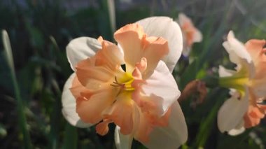 Farklı portakal ve beyaz yapraklı güzel nergis çiçeği. Çiçek açan narcissus çiçeğinin varyete melezi. Çiçek açmış gibi. Çiçek yetiştiriciliği. Bahar çiçekleri açıyor. Çiçekçilik