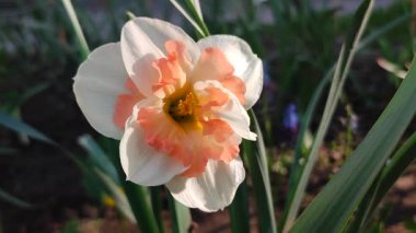 Farklı portakal ve beyaz yapraklı güzel nergis çiçeği. Çiçek açan narcissus çiçeğinin varyete melezi. Çiçek açmış gibi. Çiçek yetiştiriciliği. Bahar çiçekleri açıyor. Çiçekçilik