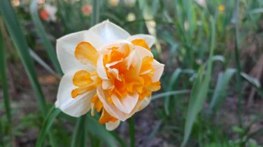 Farklı portakal ve beyaz yapraklı güzel nergis çiçeği. Çiçek açan narcissus çiçeğinin varyete melezi. Çiçek açmış gibi. Çiçek yetiştiriciliği. Bahar çiçekleri açıyor. Çiçekçilik