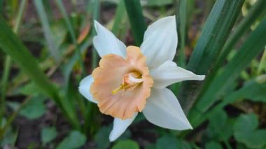 Farklı portakal ve beyaz yapraklı güzel nergis çiçeği. Çiçek açan narcissus çiçeğinin varyete melezi. Çiçek açmış gibi. Çiçek yetiştiriciliği. Bahar çiçekleri açıyor. Çiçekçilik