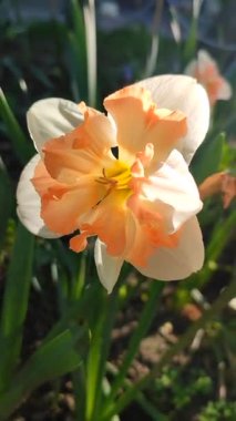 Turuncu ve beyaz yapraklı güzel nergis çiçeği. Çiçek açan narcissus çiçeğinin varyete melezi. Çiçek açmış gibi. Çiçek yetiştiriciliği. Bahar çiçekleri açıyor. Çiçekçilik Dikey