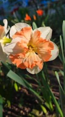 Turuncu ve beyaz yapraklı güzel nergis çiçeği. Çiçek açan narcissus çiçeğinin varyete melezi. Çiçek açmış gibi. Çiçek yetiştiriciliği. Bahar çiçekleri açıyor. Çiçekçilik Dikey