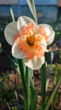 Turuncu ve beyaz yapraklı güzel nergis çiçeği. Çiçek açan narcissus çiçeğinin varyete melezi. Çiçek açmış gibi. Çiçek yetiştiriciliği. Bahar çiçekleri açıyor. Çiçekçilik Dikey