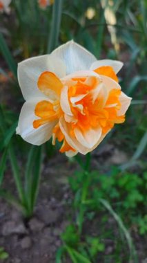 Turuncu ve beyaz yapraklı güzel nergis çiçeği. Çiçek açan narcissus çiçeğinin varyete melezi. Çiçek açmış gibi. Çiçek yetiştiriciliği. Bahar çiçekleri açıyor. Çiçekçilik Dikey