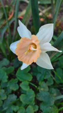 Turuncu ve beyaz yapraklı güzel nergis çiçeği. Çiçek açan narcissus çiçeğinin varyete melezi. Çiçek açmış gibi. Çiçek yetiştiriciliği. Bahar çiçekleri açıyor. Çiçekçilik Dikey