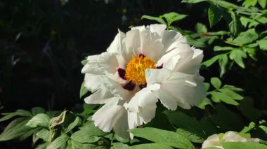 Güzel, büyük, beyaz, şakayık bir çiçek. Büyük beyaz taç yaprakları, sarı erkek çiçekleri ve güneşli bir günde yeşil yapraklarla çiçek açan şakayık çiçekleri. Bahar çiçekleri açıyor. Çiçekçilik. Çiçek açmış..