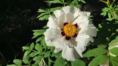 Güzel, büyük, beyaz, şakayık bir çiçek. Büyük beyaz taç yaprakları, sarı erkek çiçekleri ve güneşli bir günde yeşil yapraklarla çiçek açan şakayık çiçekleri. Bahar çiçekleri açıyor. Çiçekçilik. Çiçek açmış..