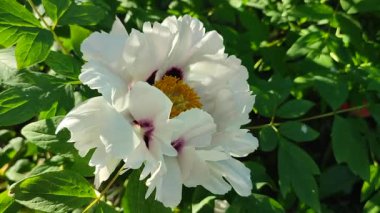 Güzel, büyük, beyaz, şakayık bir çiçek. Büyük beyaz taç yaprakları, sarı erkek çiçekleri ve güneşli bir günde yeşil yapraklarla çiçek açan şakayık çiçekleri. Bahar çiçekleri açıyor. Çiçekçilik. Çiçek açmış..