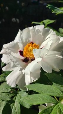 Güzel, büyük, beyaz, şakayık bir çiçek. Çiçek açan ağaçlı şakayık çiçekleri, beyaz taç yaprakları, sarı pudingler ve yeşil yapraklar güneşli bir günde. Bahar çiçekleri açıyor. Çiçekçilik. Çiçek açmış gibi. Dikey