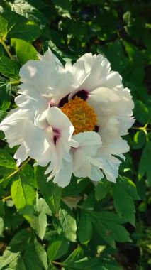 Güzel, büyük, beyaz, şakayık bir çiçek. Çiçek açan ağaçlı şakayık çiçekleri, beyaz taç yaprakları, sarı pudingler ve yeşil yapraklar güneşli bir günde. Bahar çiçekleri açıyor. Çiçekçilik. Çiçek açmış gibi. Dikey