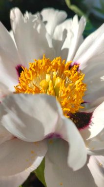 Güzel, büyük, beyaz, şakayık bir çiçek. Çiçekli ağaç çiçekleri, beyaz taç yaprakları, bordo lekeler ve güneşli bir günde sarı pudingler. Bahar çiçekleri açıyor. Çiçekçilik. Çiçek açmış. Dikey