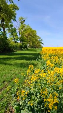 Sarı kolza tohumu, yeşil çavdar, büyüyen ağaçlar, ufuk çizgisi ve güneşli yaz gününde mavi gökyüzü. Kolza tohumu tarlası, büyüyen çavdar, ağaçlar ve gökyüzü arasındaki görsel çizgiler. Doğal arkaplan dikey