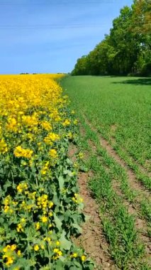 Sarı kolza tohumu, yeşil çavdar, büyüyen ağaçlar, ufuk çizgisi ve güneşli yaz gününde mavi gökyüzü. Kolza tohumu tarlası, büyüyen çavdar, ağaçlar ve gökyüzü arasındaki görsel çizgiler. Doğal arkaplan dikey