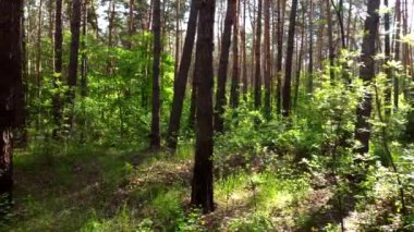 Yeşil parlak orman. Ağaçlar, çalılar, yeşil yapraklar, yeşil çimenler. Parlayan güneş ışınlarıyla güneşli bir sabah. Doğal arka plan, doğal çevre. Ekoloji, çevre koruma, iklim değişikliği